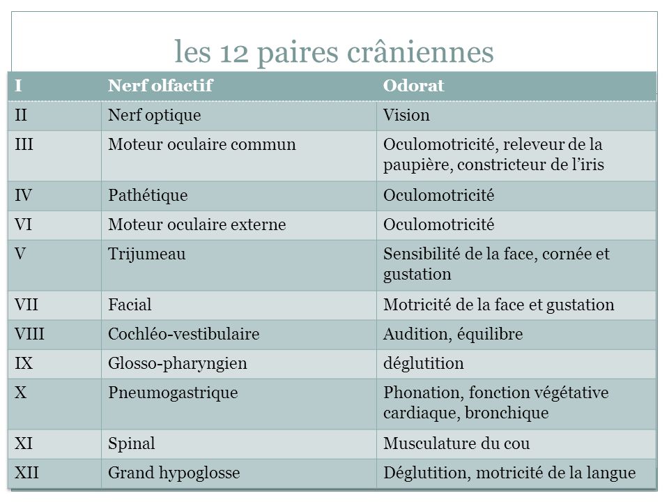 Nerfs Sensitifs Et Nerfs Moteurs